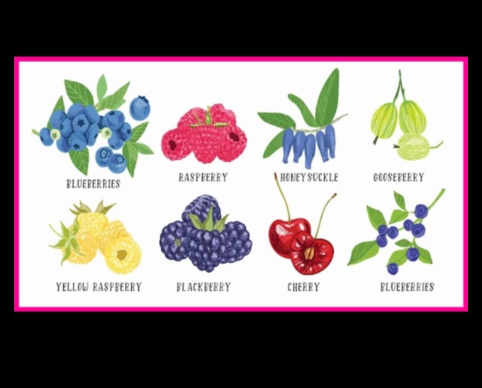 ברי בוננזה: מסע בעולם המתוק והעסיסי של פירות יער טריים