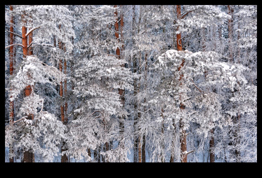 לחש החורף: נופים קסומים מכוסים בשלג