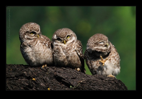 וינייטות פואטיות: היופי של הטבע בשירה נחקר