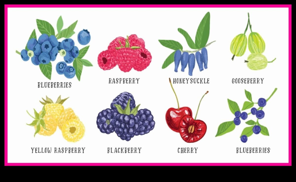 ברי בוננזה: מסע בעולם המתוק והעסיסי של פירות יער טריים