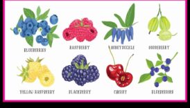 ברי בוננזה: מסע בעולם המתוק והעסיסי של פירות יער טריים