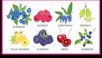 ברי בוננזה: מסע בעולם המתוק והעסיסי של פירות יער טריים