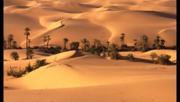 דקור אואזיס מדברי לבית שקט