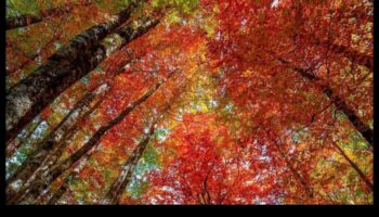 שוויון סתיו: נופי הסתיו בשיווי משקל